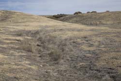 Offset stream channel in Carrizo Plain